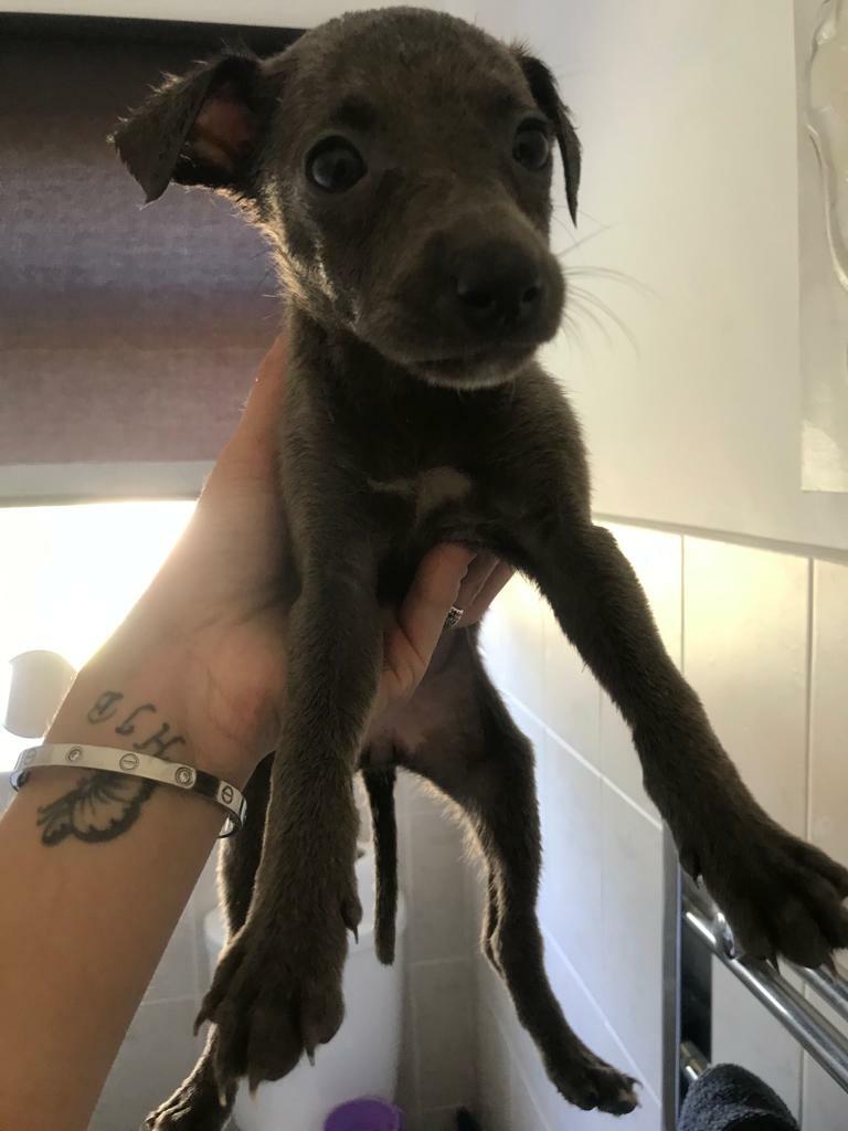 whippet puppies gumtree